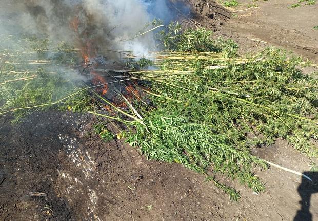 В Усть-Лабинске полицейские провели рейд по уничтожению дикорастущей конопли